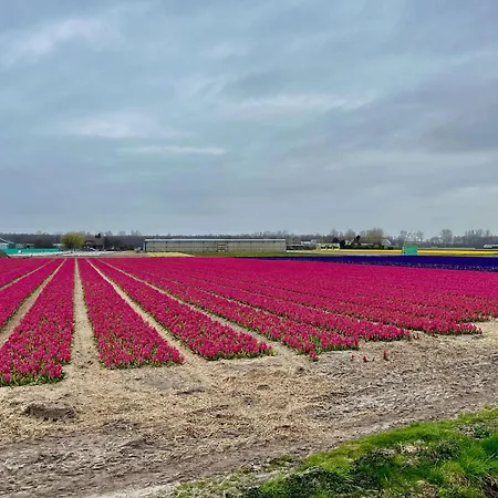 Family Near Lake, And Dunes Noordwijkerhout