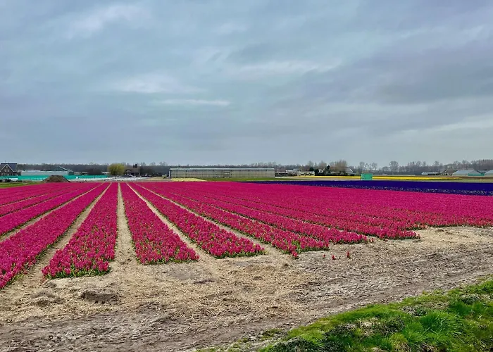 Family Near Lake, And Dunes Noordwijkerhout